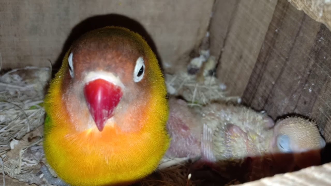 INILAH ANAK BURUNG LOVEBIRD USIA 13 HARI 