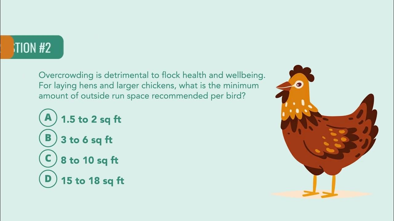 Management of Backyard Poultry Quiz Merck Veterinary Manual YouTube