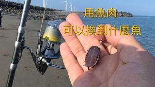 看看我用魚肉換到什麼魚了2026/05/03
