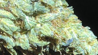 Reviewing street weed “mystery strain”