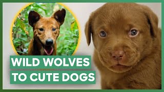 How Wild Wolves Became Man's Best Friend | Dogs: The Untold Story