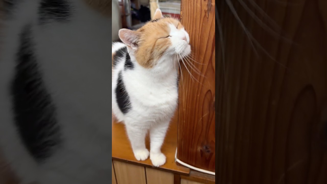 三毛猫】私を見送るミケ - YouTube