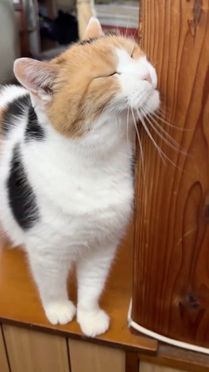 三毛猫】私を見送るミケ - YouTube