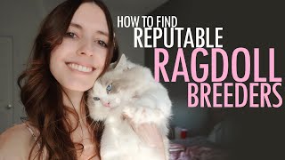 How To Find Reputable Ragdoll Breeders by Pearl's Ragdolls 9,070 views 2 years ago 20 minutes