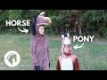 Horses vs ponies