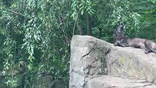 Ambassador Gray Wolves Silas And Kinari Howling