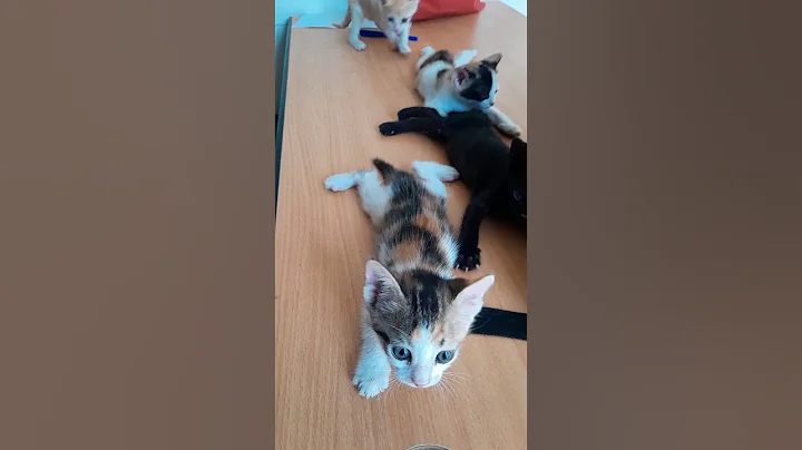 Watch the video about Cute Kittens Rescue #shorts #cutekitty #rescuekittens #cutecat #rescue #babykittens #kitten #kittens