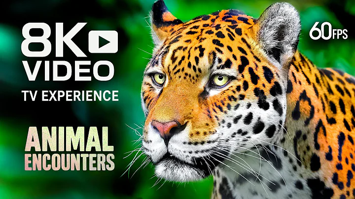 TV Animal Encounters: Wild & Incredible Scenes 8K VIDEO ULTRA HD 60FPS #8K #TV thumbnail