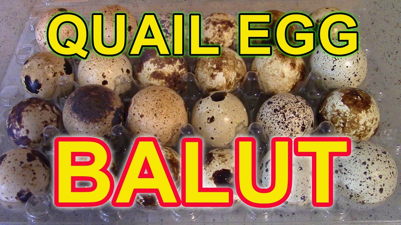 QUAIL EGG BALUT Increase your egg sales by offering quail balut YouTube