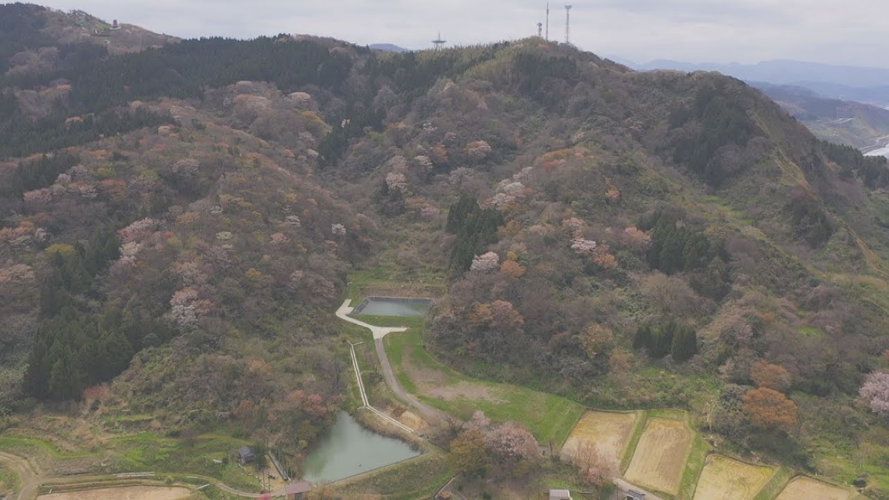 動画】上越市名立区 宇山に自生するヤマザクラ 4月いっぱい見頃 | 雪国