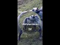 سر فراء حيوان الياك