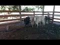 NA COMPRA DAS BEZERRINHAS POUCO DINHEIRO VIRANDO BOIADEIRO.