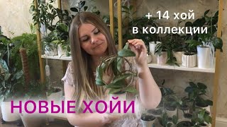 картинка: НОВЫЕ ХОЙИ в коллекции #комнатныерастения #хойи