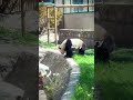 Panda 🐼 Pretty Little Baby #fyp #funny #panda #cute #pandas #pandafunnyvideo #pandababy #love