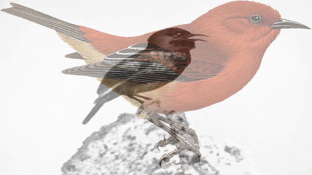 Laysan Honeycreeper | Extinct Bird Facts (Himatione Fraithii)