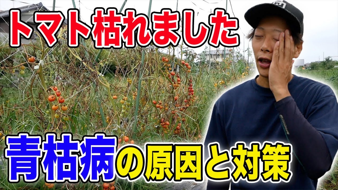 【青枯病の原因と対策】トマトが枯れました
