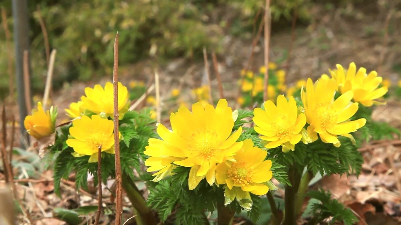 Haru Machida ページ 15 Gardeniwa