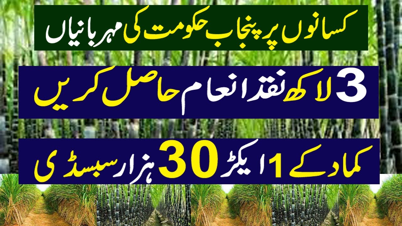 How Can You Get Subsidy on Sugarcane Farming || Kissan Pakistan
