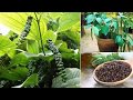 Best Method To Grow Black Pepper from seeds