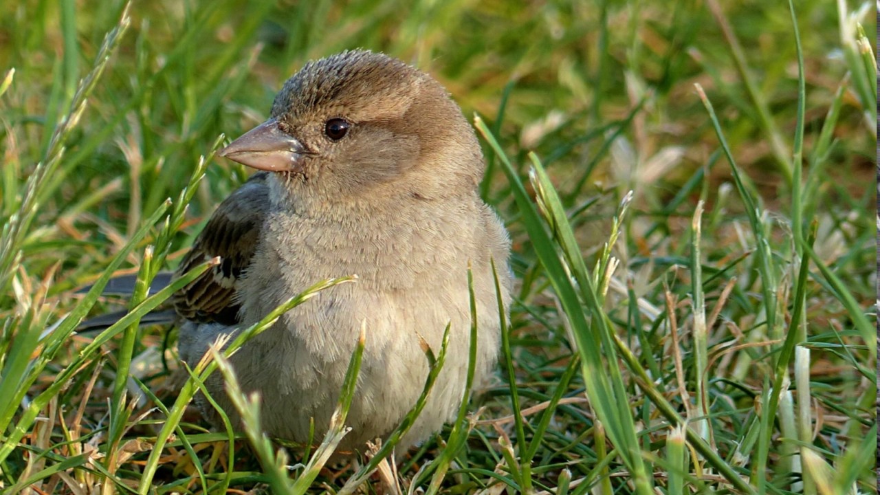 107.  We shall remain united   (Mixed Choir & Orchestra)