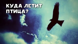 Куда летит птица?