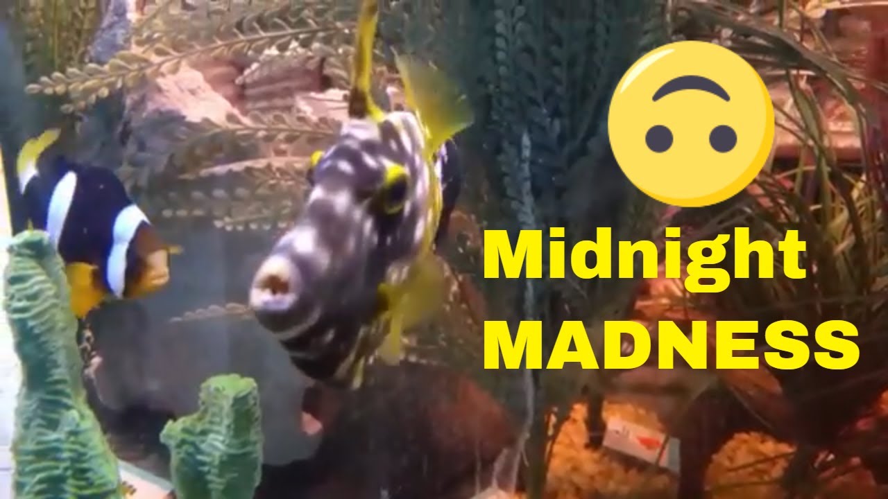 reef tank cycle Absolutely Fish Midnight Madness Sale