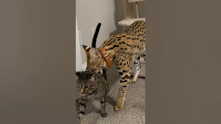 Watch the video about Serval vs Savannah F6 #serval #cat #savannahcats #shorts
