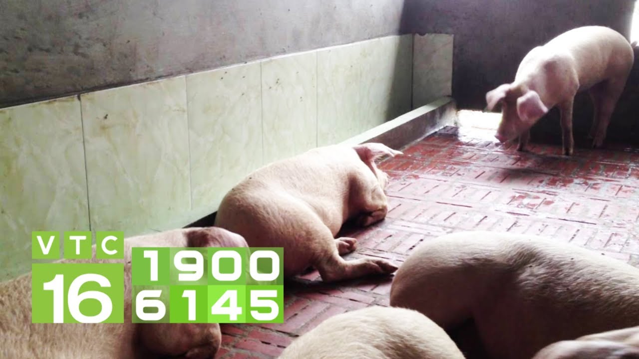 Thuốc đặc trị tiêu chảy cho lợn | VTC16