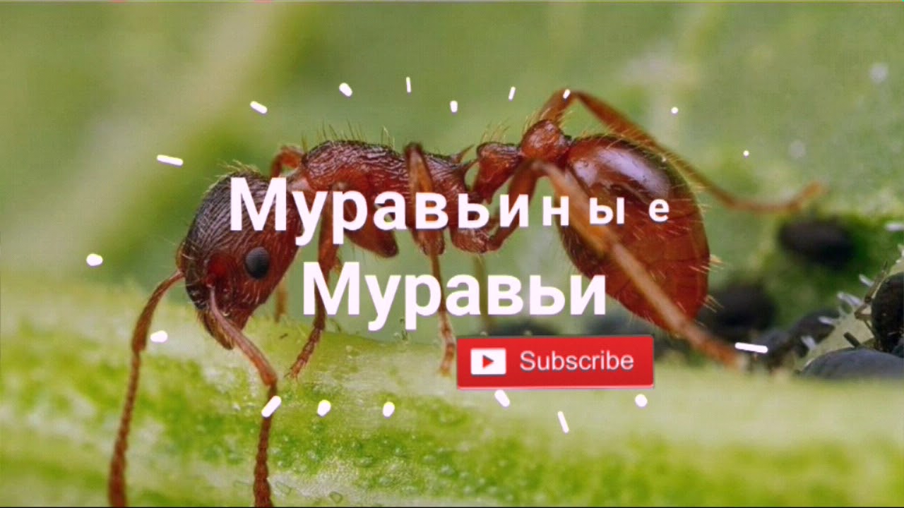 КОСТЯНКА ОБЫКНОВЕННАЯ! | Новый питомец! - YouTube