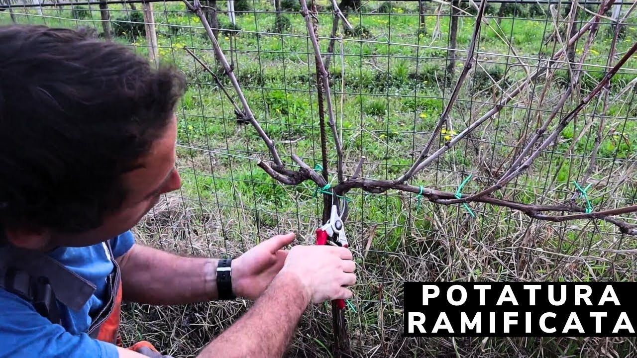 Potiamo una VITE di UVA FRAGOLA🍇