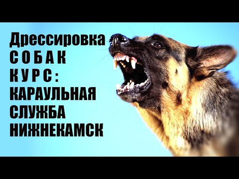 Дрессировка собак / Караульная служба