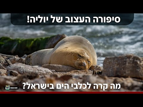 וִידֵאוֹ: יוליה טימושנקו. למה כלאו ואיך שחררו את 