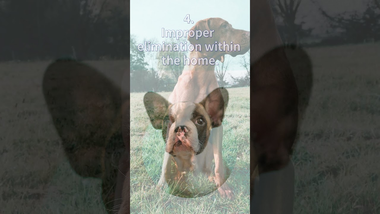 SIGNS DOGS GRIEVE OTHER DOGS 