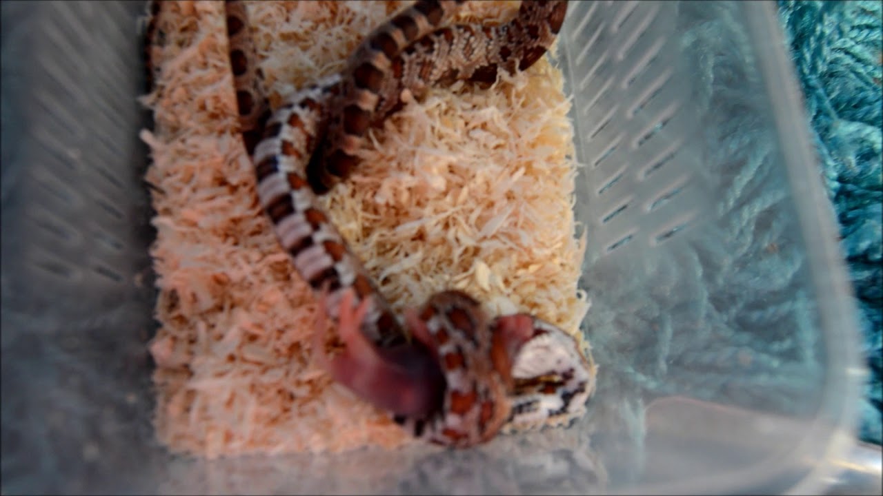 Picture of Corn Snake Feeding - Baby Carolina Corn Snake Feeding on a Pinkie ...