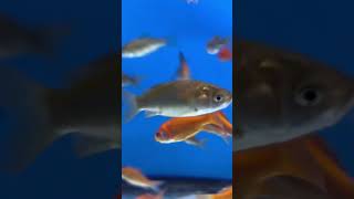 Goldfish Bowls are Terrible