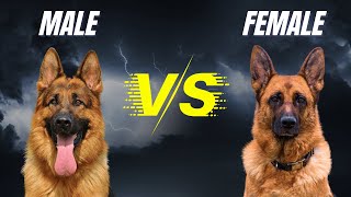 MALE  FEMALE German Shepherd  What Are The Differences?