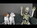 Dogs Scare Skeleton! Funny Dogs Maymo & Potpie vs Skeleton Prank