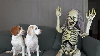 Dogs Scare Skeleton! Funny Dogs Maymo & Potpie vs Skeleton Prank