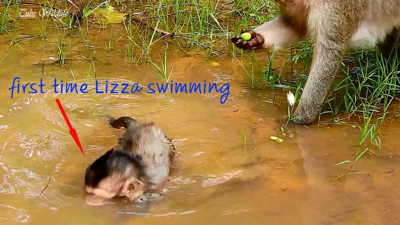 petco hours Wow, The First Time Seeing Baby LIZZA Swimming/ LIZZA Is Very Curious & Hilarious Swimming.