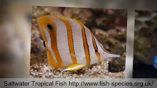 ♦♦♦ Saltwater Tropical Fish - Tropical Fish Species ♦♦♦