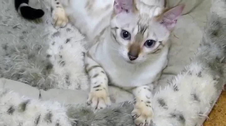 Watch the video about Sumarum Mikulka (F5 seal lynx bengal girl)
