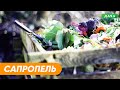 Что Такое Сапропель? Как грамотно использовать Сапропель?