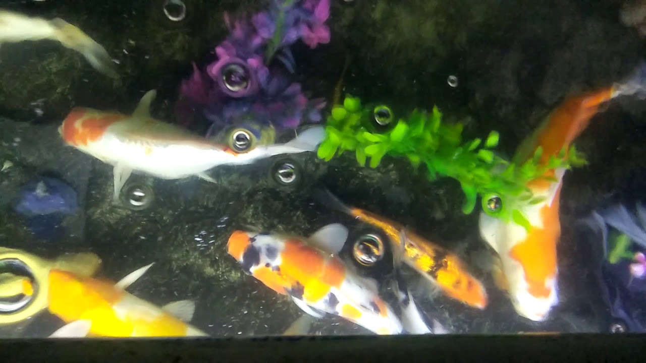 Ikan koi  YouTube