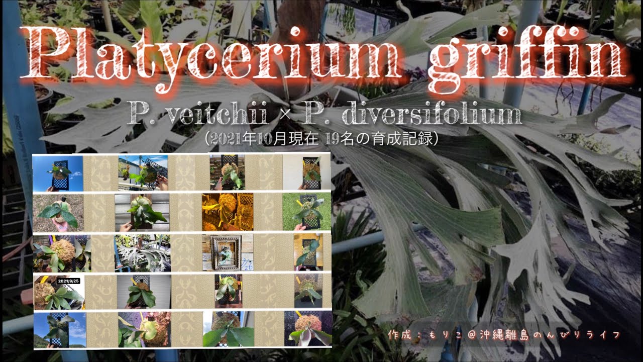 親株】P.Griffin spore ビカクシダ グリフィン 子株あり｜観葉植物 