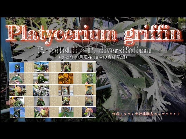 育成記録】P. griffin グリフィン部byビカクシダの森 19名の株 - YouTube