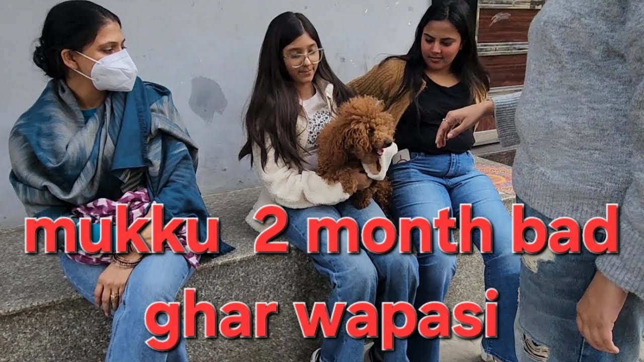 Dogs playing: Episode 28 dog boarding and training center in gurugram haryana dog day care center