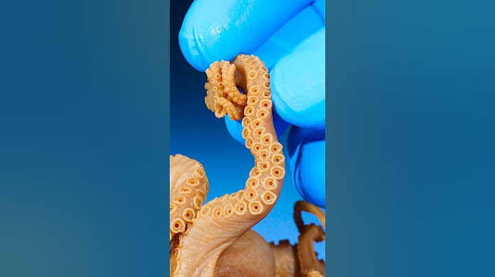 Male Octopus vs Female Octopus