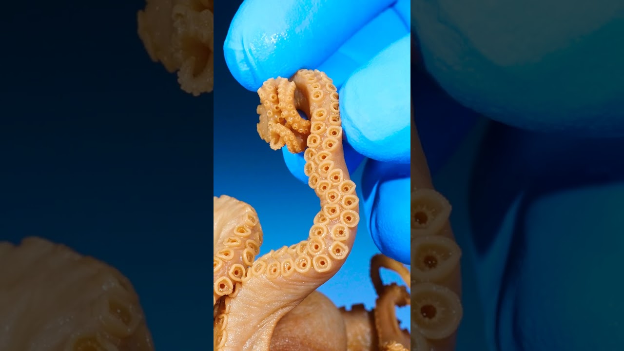 Male Octopus vs Female Octopus