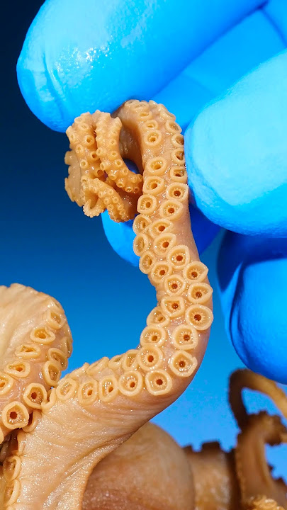 Male Octopus vs Female Octopus