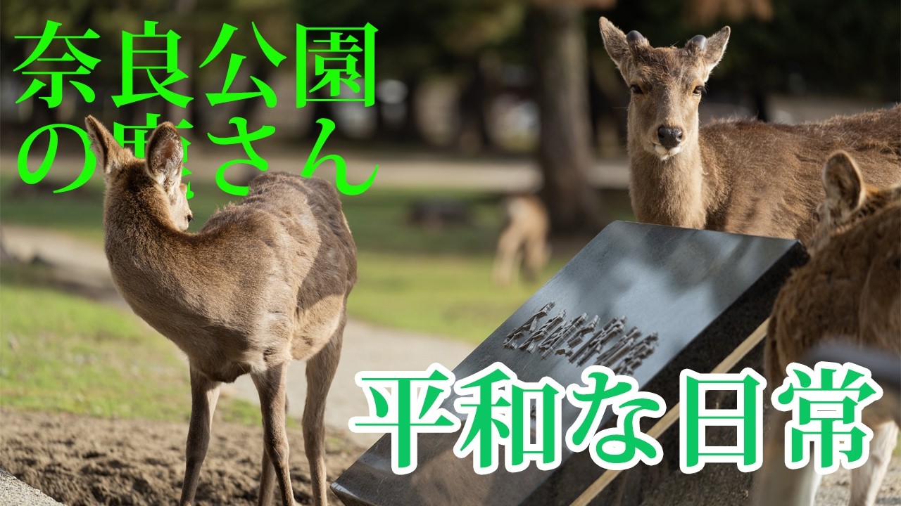奈良公園 鹿】 のんびりと暮らすシカさん達の日常 【Deer in Nara Park 